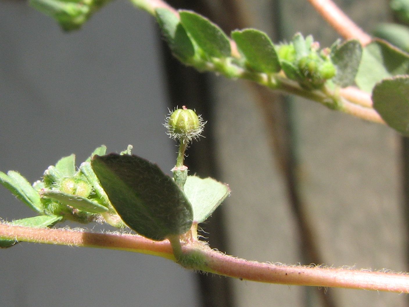 Euphorbia prostrata / Euforbia prostrata